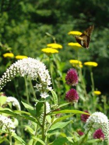 butterfly landing