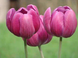tulips