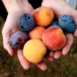 fruit-in-hand